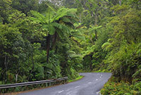 Kauri Wald in Neuseeland